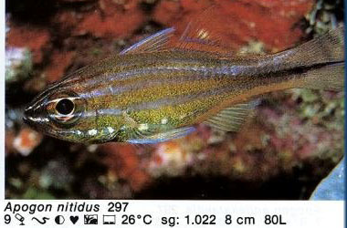 Apogon nitidus